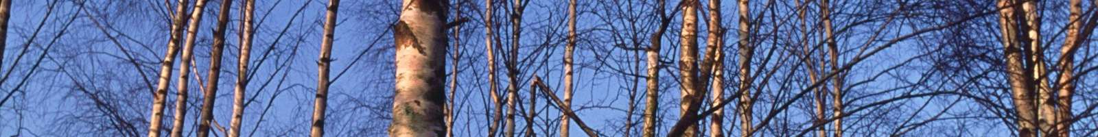Betula