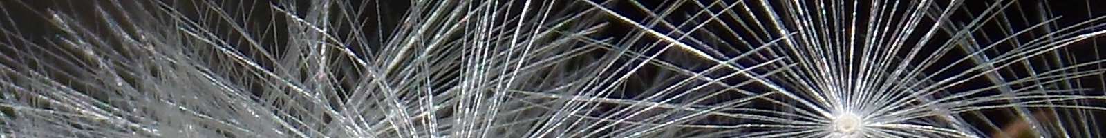taraxacum